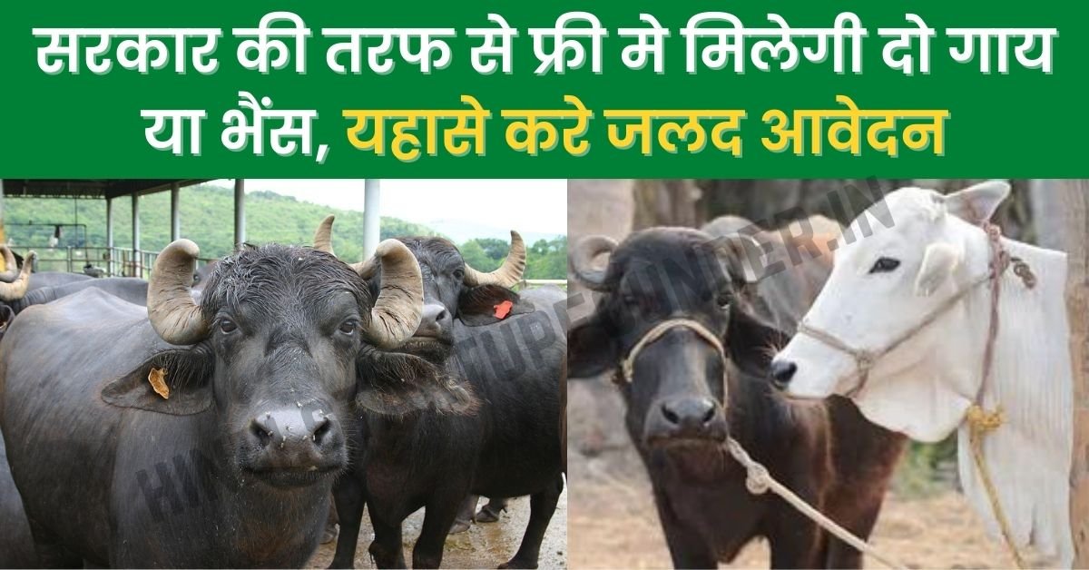 Animal Husbandry | सरकार की तरफ से फ्री मे मिलेगी दो गाय या भैंस, यहासे करे  जलद आवेदन - Startup Founder Hindi